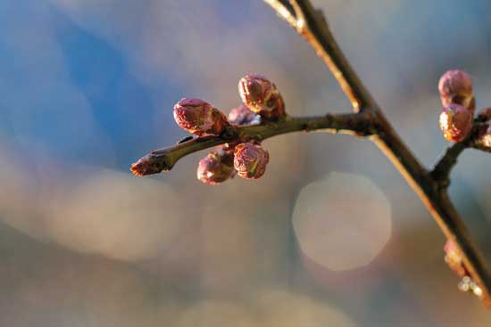 Apple Tree Pruning