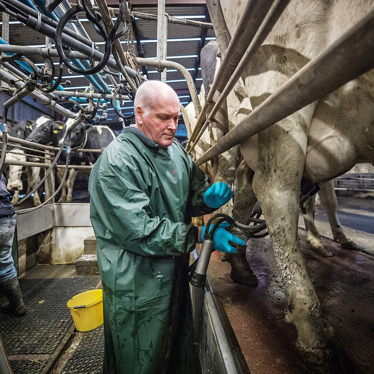 Flexothane Dairy Gown